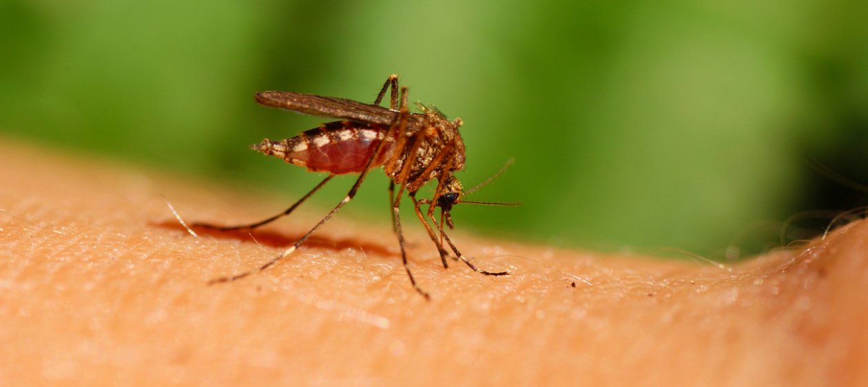 ¿Por qué algunas personas son tan propensas a las picaduras de mosquitos?