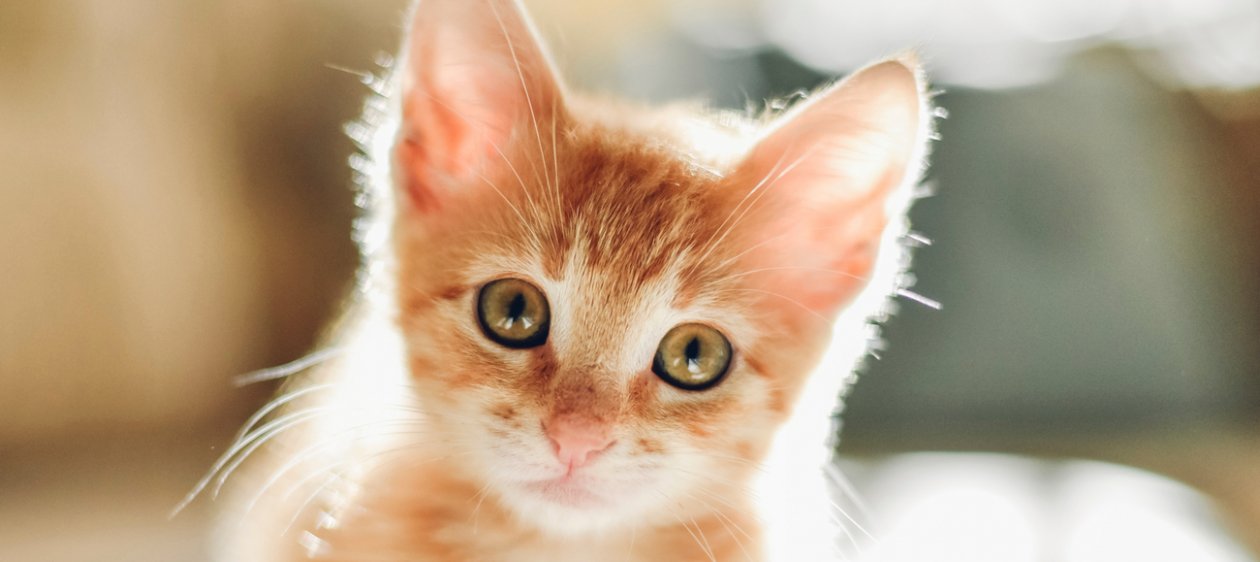 ¡Hoy es el Día Internacional del gato! 6 beneficios de tener uno como mascota