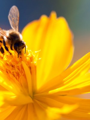Crean la primera vacuna para salvar a a las abejas de la extinción