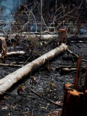 Famosos reaccionaron al desastre ambiental del Amazonas