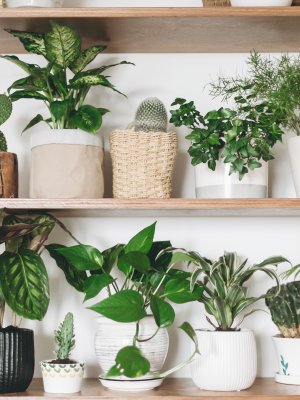 7 plantas que purifican el aire de tu hogar
